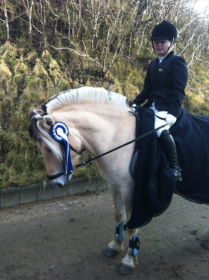 Fjordhest Cox Tidselbjerg*stjernen* - Vi blev nr 2 i LE i Skåde den 18.december 2011. Super pony<3 billede 9