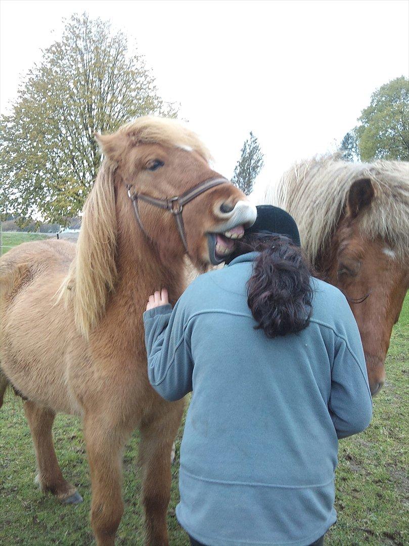 Islænder Gjöf billede 13