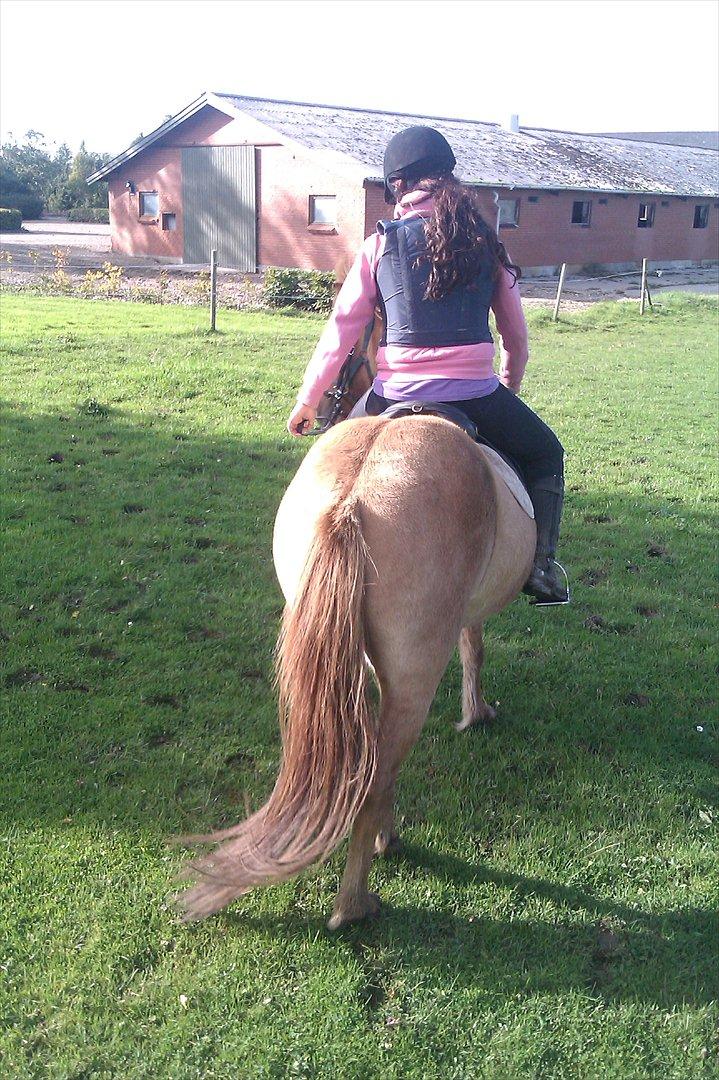 Islænder Gjöf billede 14