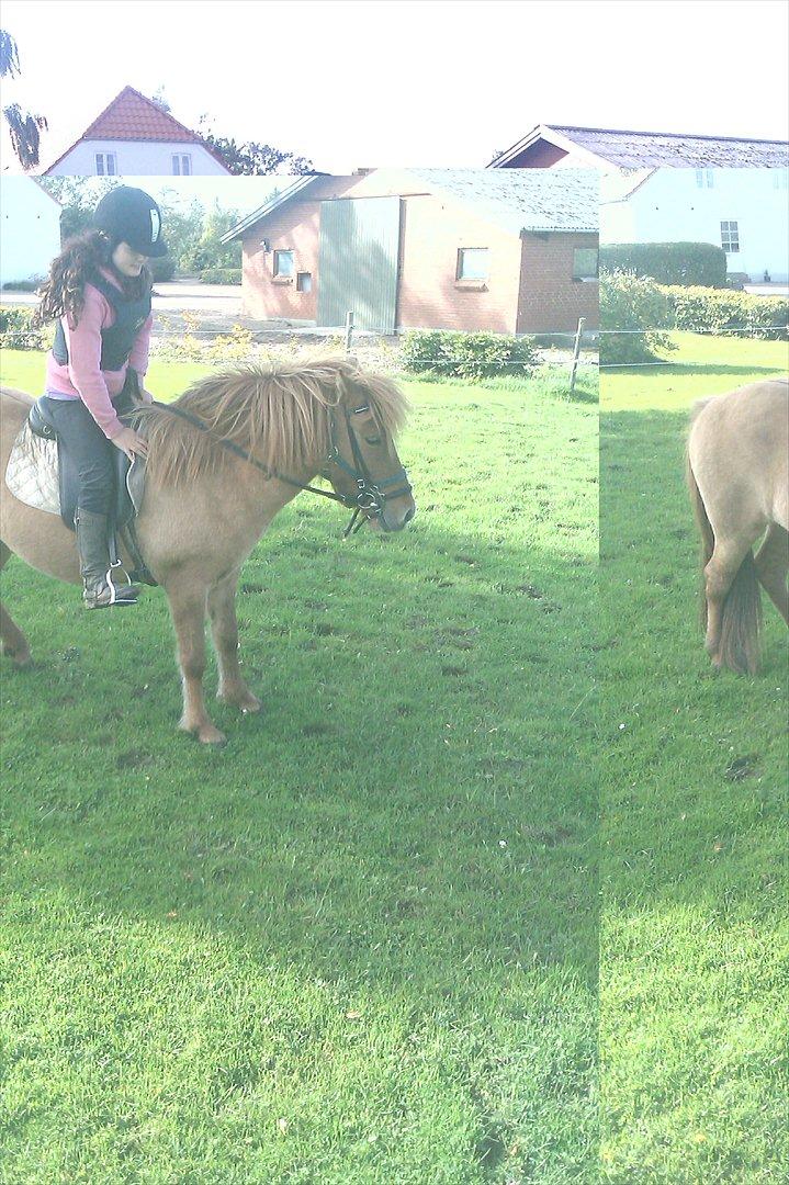 Islænder Gjöf billede 15