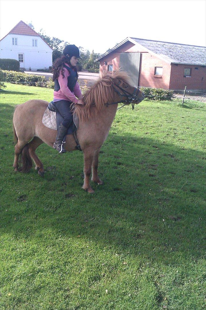 Islænder Gjöf billede 16