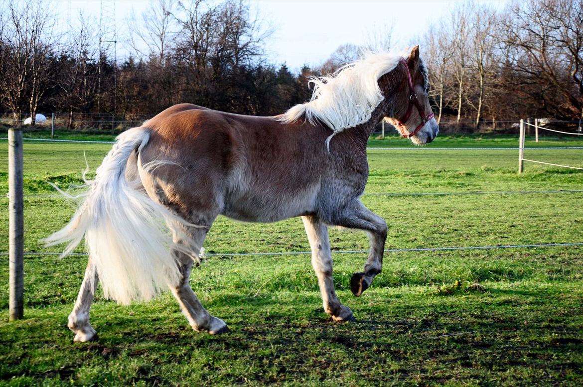 Haflinger Eskedalens Akinos - December 2011 billede 7