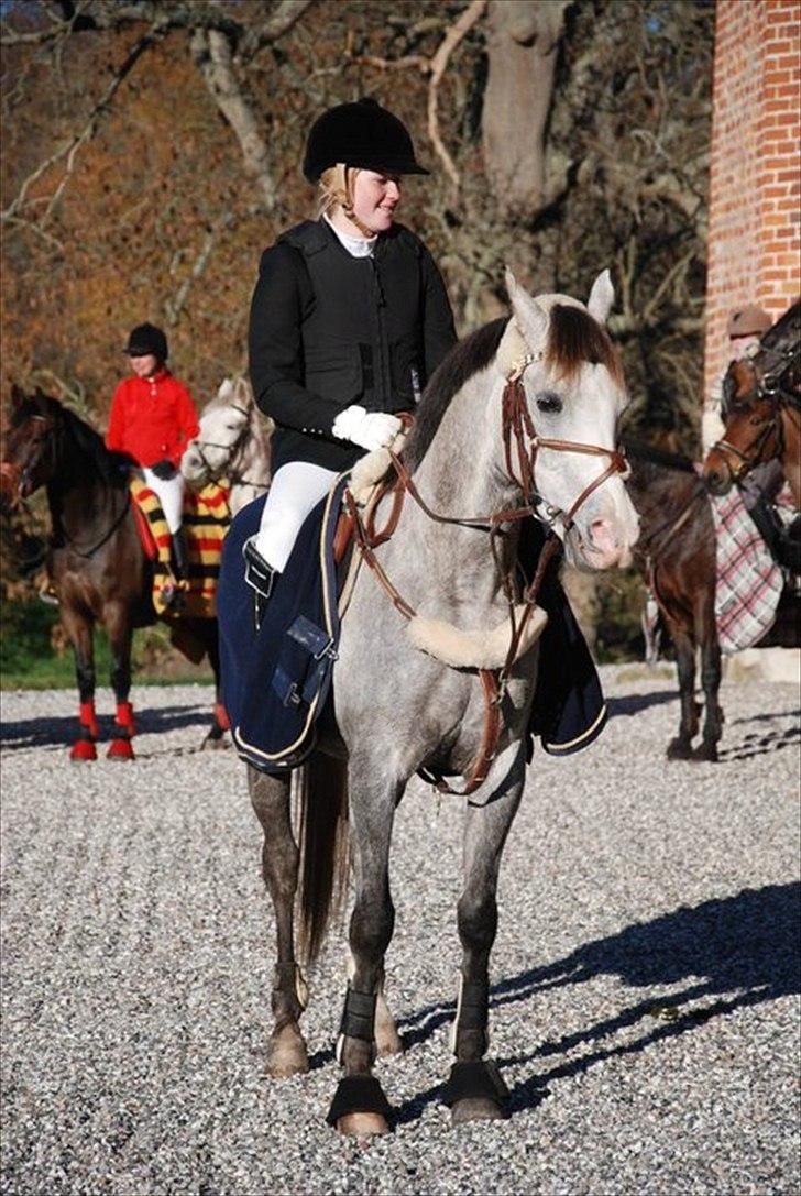 Arabisk fuldblod (OX) Fairytale of Kahlil OX - Vinder af Hubertus Jagt 2010 på Ruggard billede 11