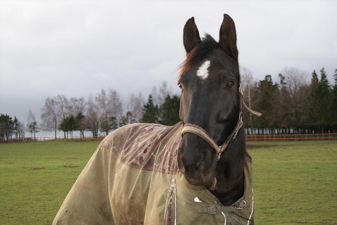 Oldenborg Noir  |Sorte| - Sorte skønhed <3 billede 3