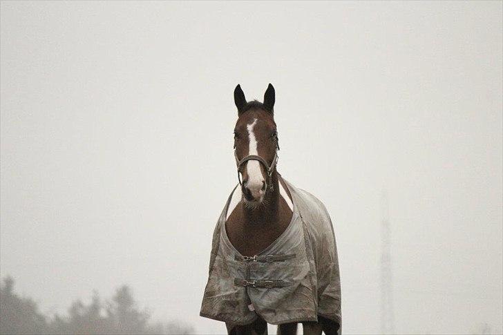 Pinto Vandlinggårds Heartbreaker -  -Billede taget af Iben Furland. billede 12