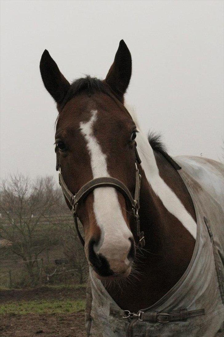 Pinto Vandlinggårds Heartbreaker - A horse doesn't care how much you know until he knows how much you care! -Billede taget af Iben Furland. billede 4