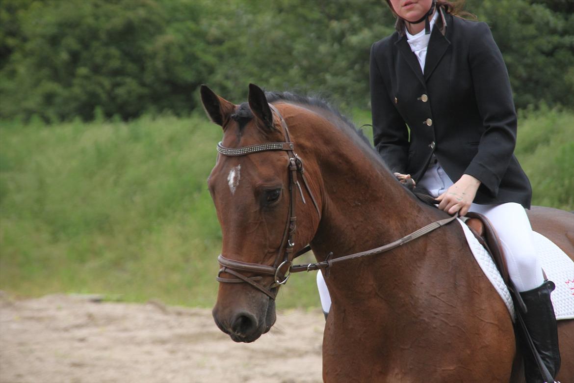 Holstener Playboy - Tidligere hest  billede 1