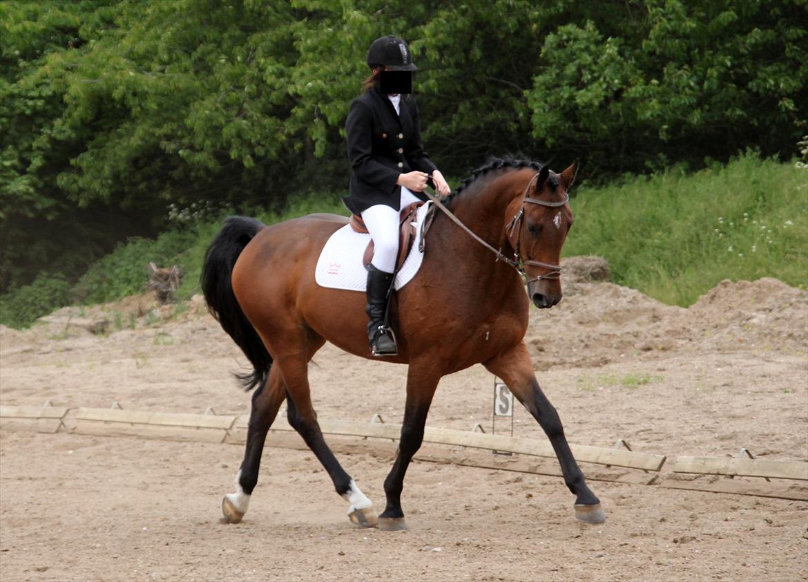 Holstener Playboy - Tidligere hest  billede 2