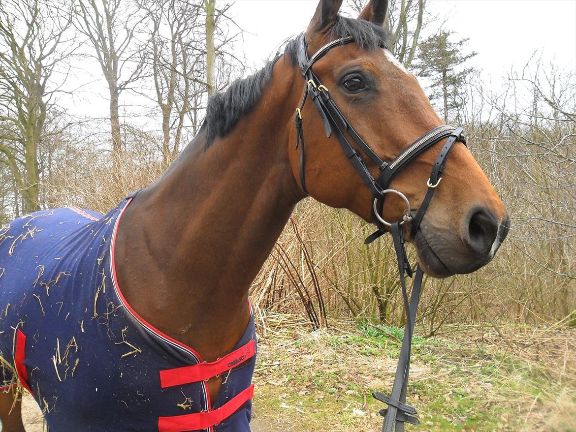 Holstener Playboy - Tidligere hest  billede 3