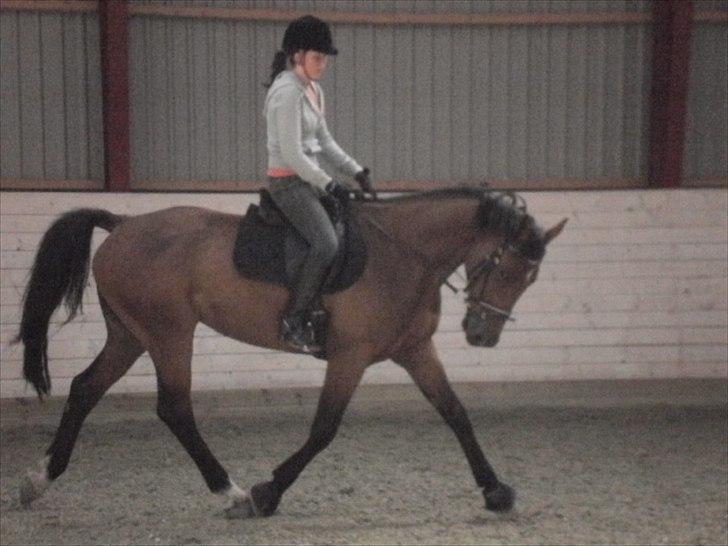 Holstener Playboy - Tidligere hest  billede 4