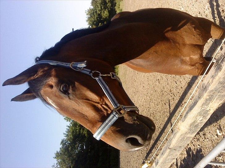 Holstener Playboy - Tidligere hest  billede 5