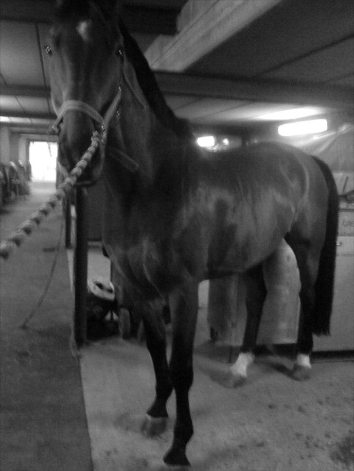 Holstener Playboy - Tidligere hest  billede 6