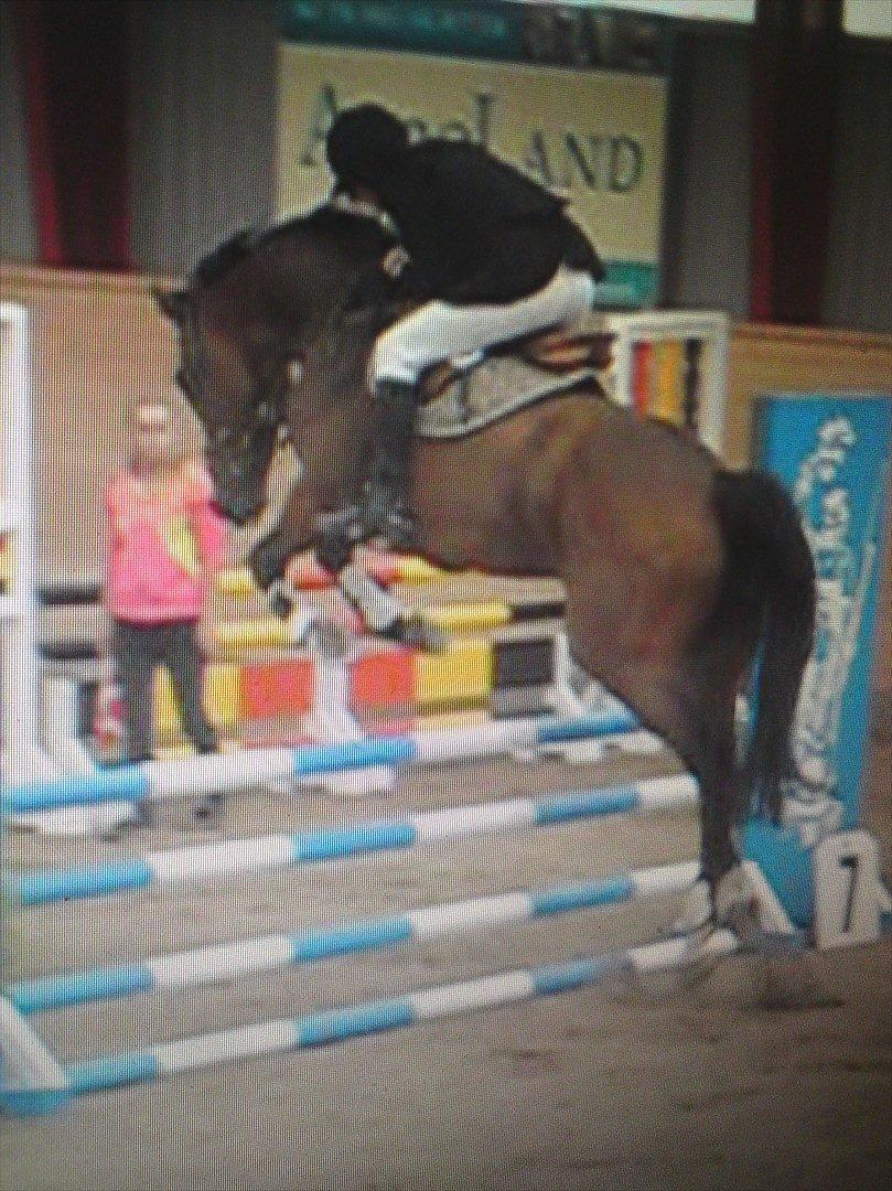 Holstener Playboy - Tidligere hest  billede 7