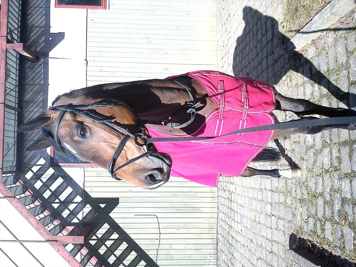 Holstener Playboy - Tidligere hest  billede 8