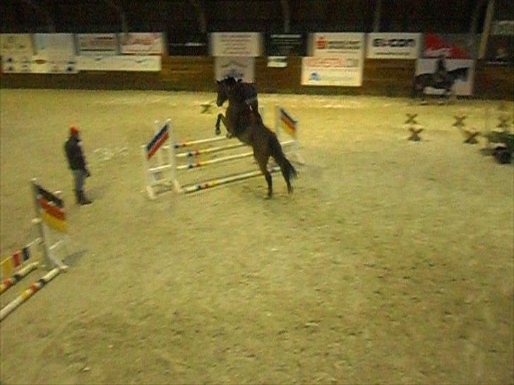 Holstener Playboy - Tidligere hest  billede 9