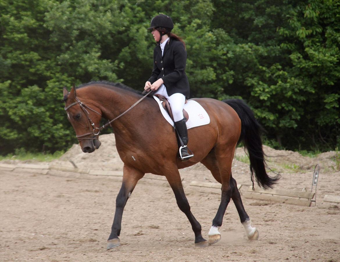 Holstener Playboy - Tidligere hest  billede 10