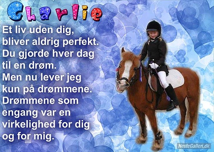 Anden særlig race Charlie billede 18