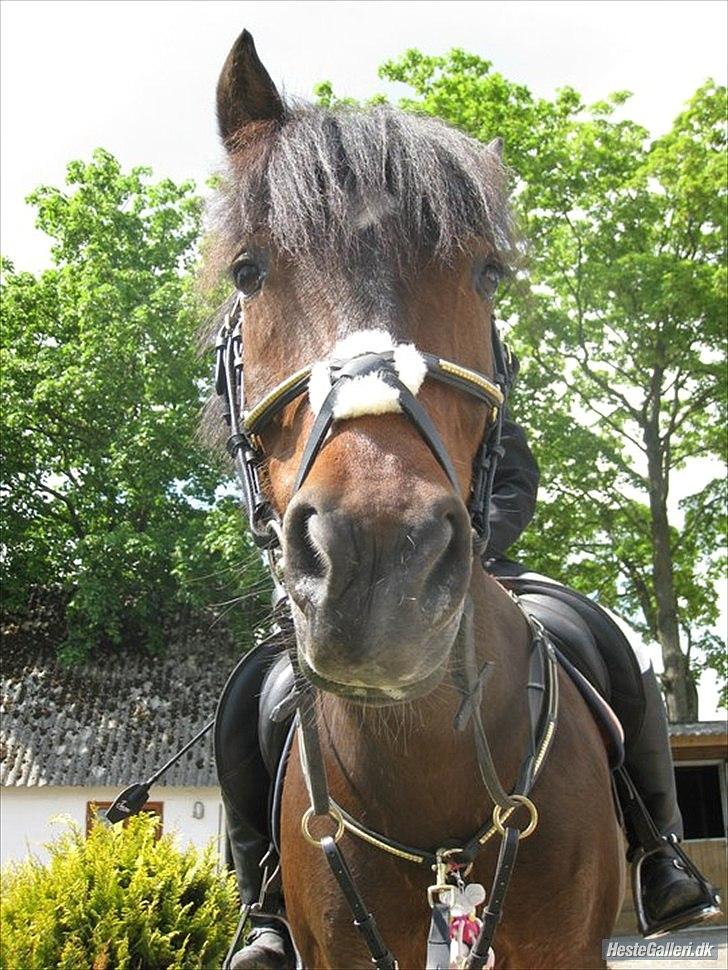 Anden særlig race Hercules - hvem skal jeg lytte til  billede 8