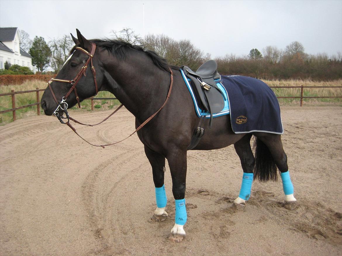 Schweres Warmblut Gero - Totalt bling bling! 
"Skide være med om vi kan ride, bare vi ser godt ud" ;-) billede 10