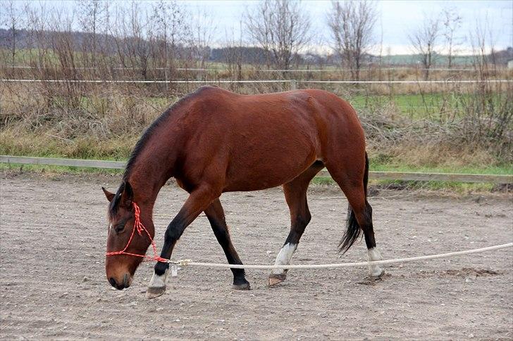 Anden særlig race Star  - Trav under jord træning billede 2