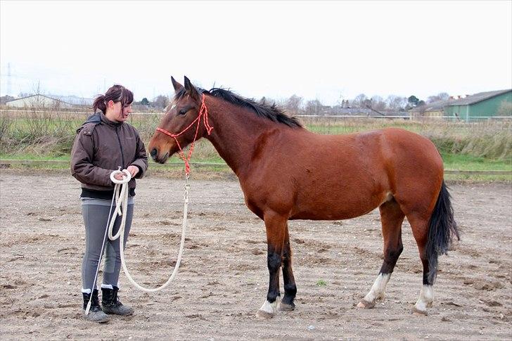 Anden særlig race Star  - Fuld figur billede 3