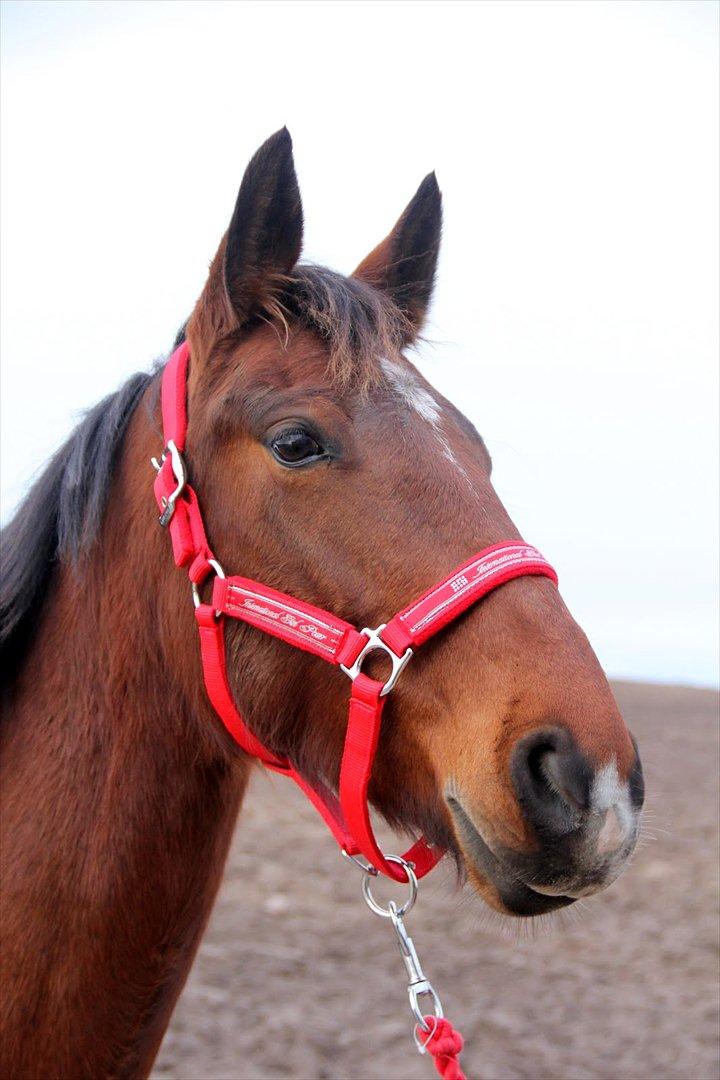 Anden særlig race Star  - Star billede 1