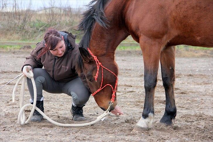 Anden særlig race Star  - vi strækker lige lidt ud efter træningen billede 7