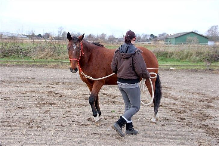 Anden særlig race Star  - lidt mere jordarbejde billede 8