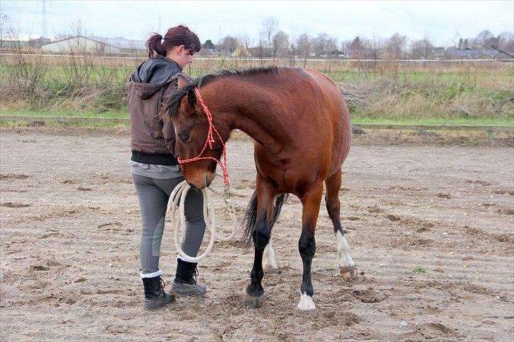 Anden særlig race Star  billede 9