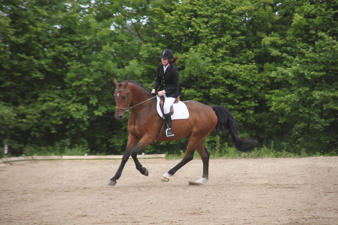 Holstener Playboy - Tidligere hest  - Playboy en i fin gallop øning billede 11