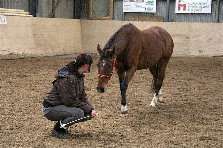Anden særlig race Star  - kom til mig billede 10