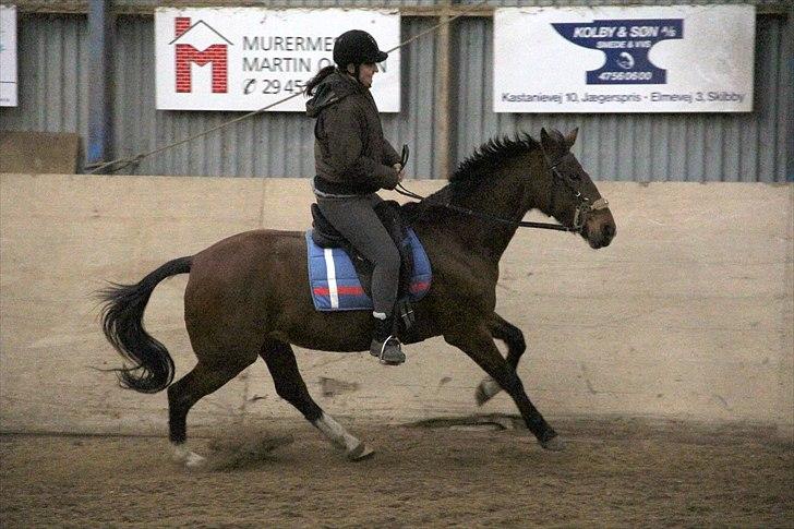 Anden særlig race Star  - verdens lækreste galop (hvis jeg ser lidt anspændt ud har det noget at gøre med at hun stak af i galop og jeg ikke var forberedt ) billede 11