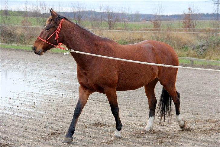 Anden særlig race Star  billede 12