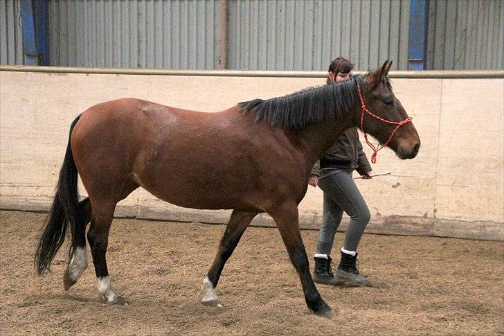 Anden særlig race Star  billede 14
