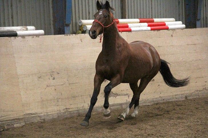 Anden særlig race Star  billede 15