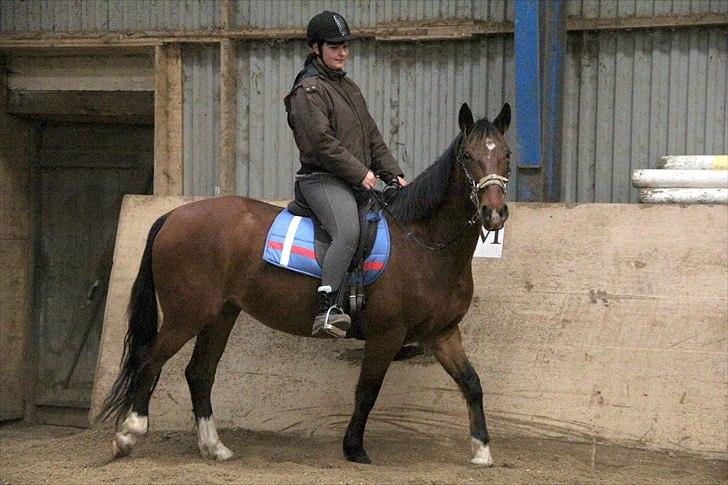 Anden særlig race Star  - se lige os  billede 16