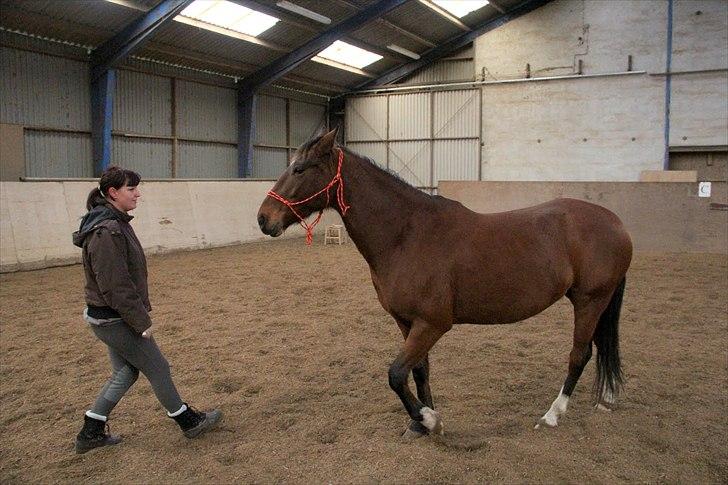 Anden særlig race Star  - bak :-) billede 18