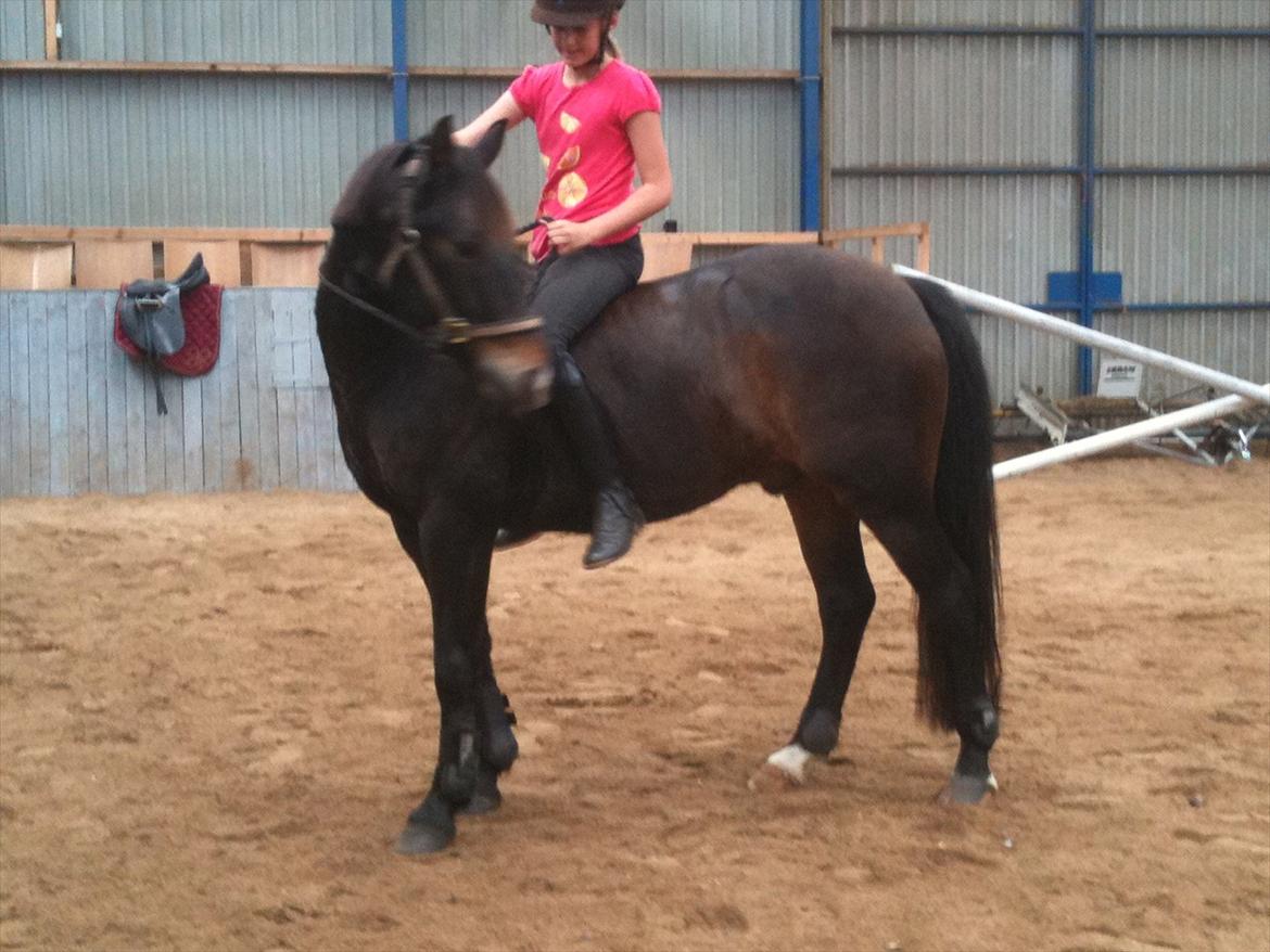 Anden særlig race Markant - vi øver lidt flere trick`s

billede taget i hodsager billede 10