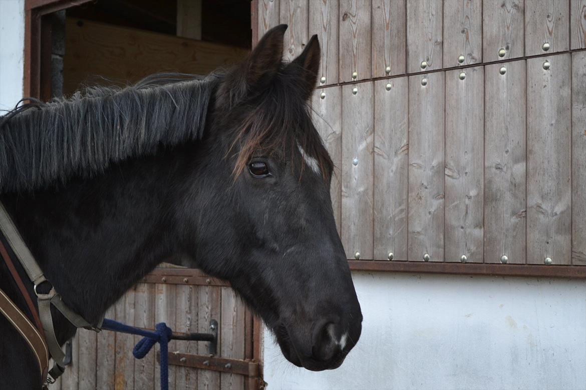 Dansk Varmblod Mahjong  billede 8