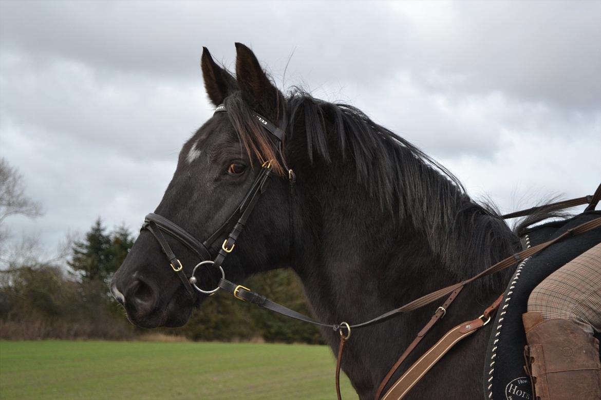 Dansk Varmblod Mahjong  billede 10