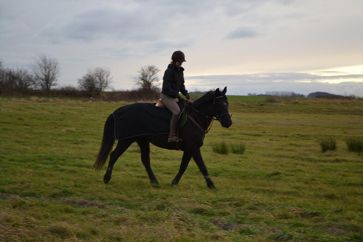 Dansk Varmblod Mahjong  billede 11