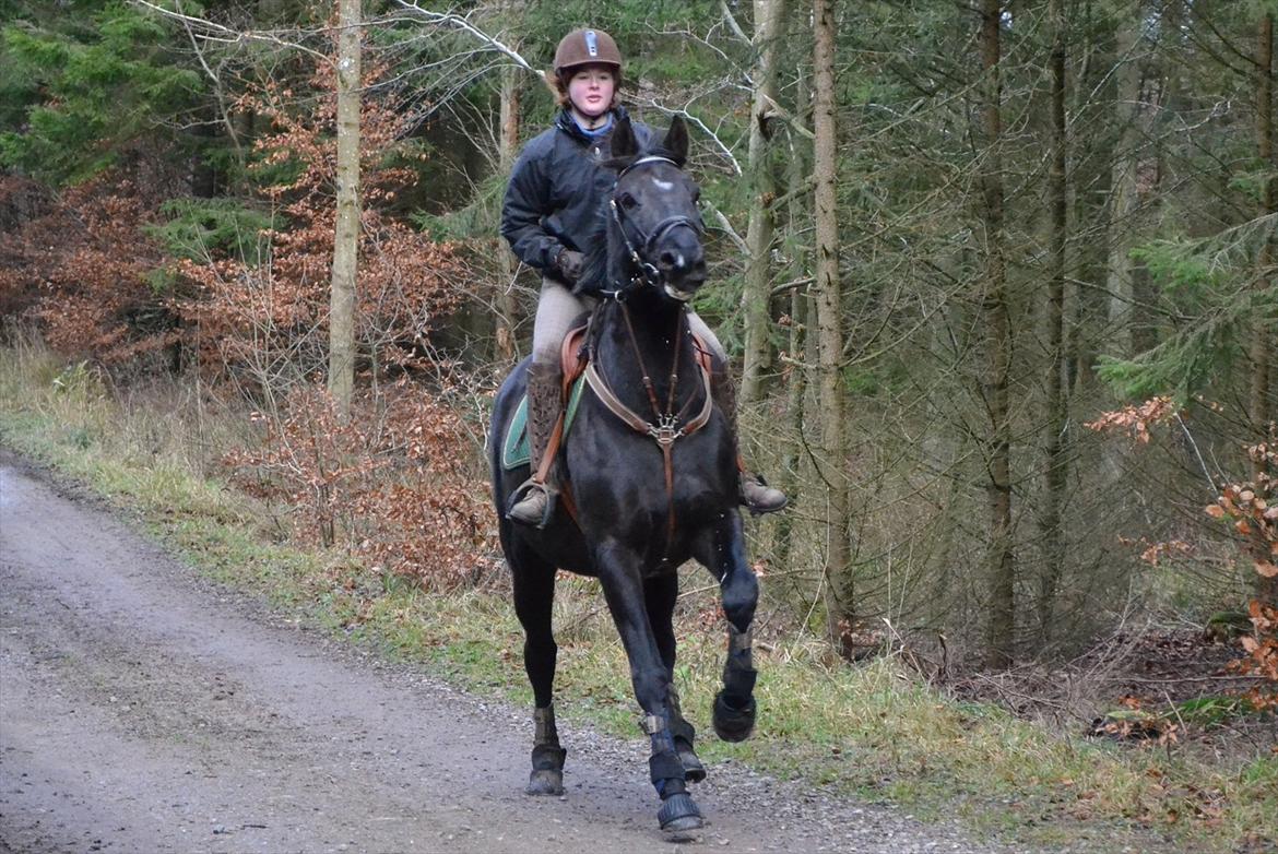 Dansk Varmblod Mahjong  billede 12