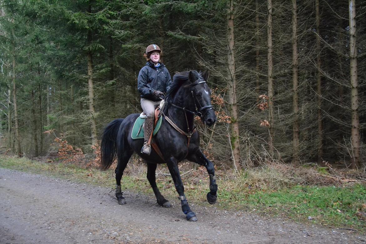 Dansk Varmblod Mahjong  billede 4