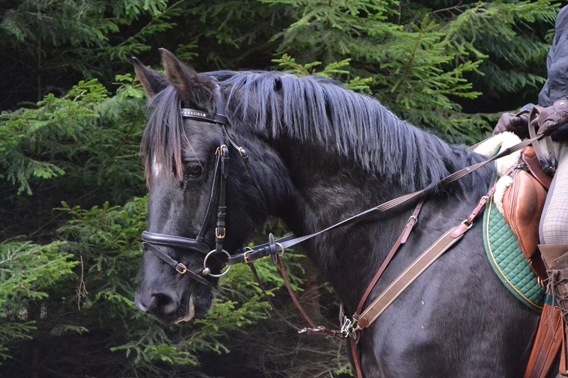 Dansk Varmblod Mahjong  billede 13