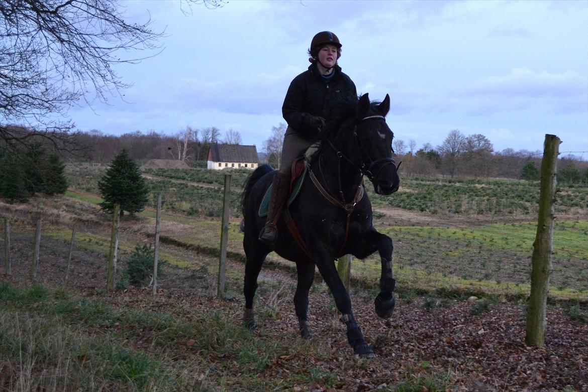 Dansk Varmblod Mahjong  billede 14