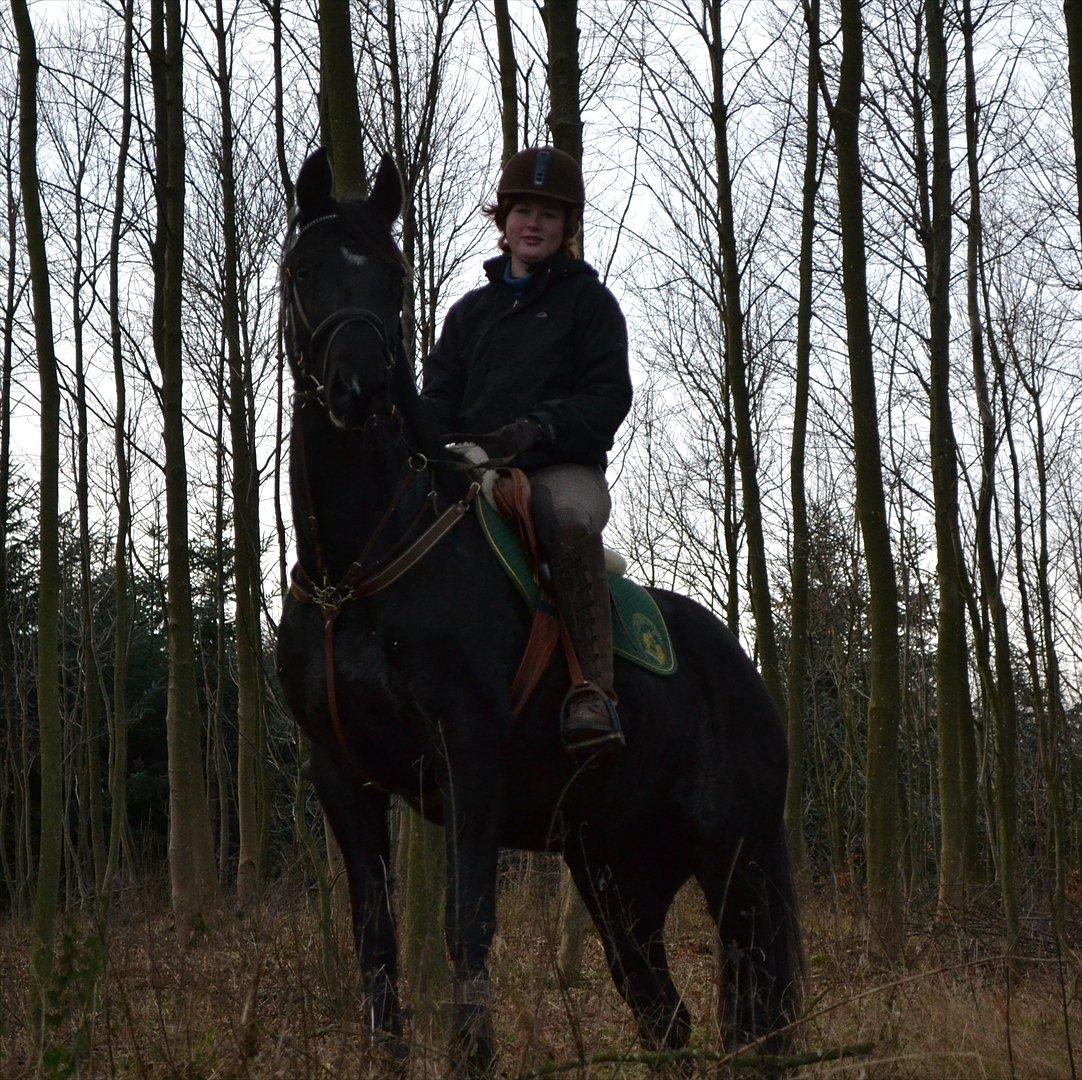 Dansk Varmblod Mahjong  billede 2