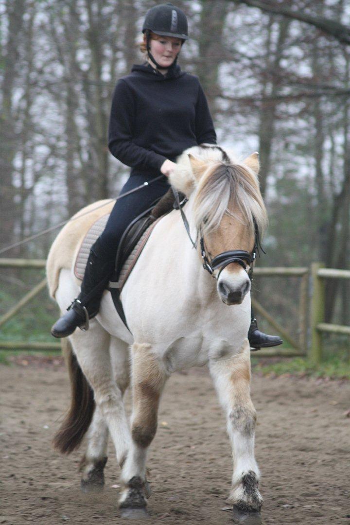 Fjordhest Mastrup Zolo forhenv. billede 10