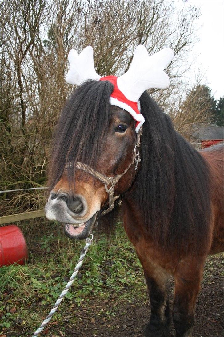 Nordsvensk Skovhest Belesto - belesto som rudolph billede 3