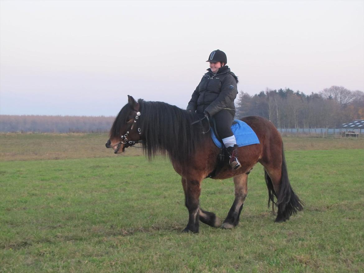 Nordsvensk Skovhest Belesto billede 17