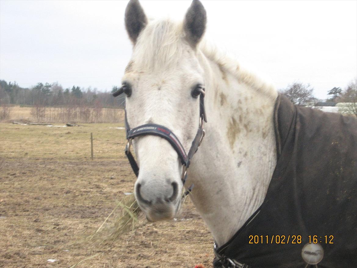 New Forest EGEBALLES KADETZSKI  - der er mange ting i livet der ville fange dit hjerte, men kun få vil fange dit hjerte<3 billede 6